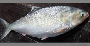 লক্ষ্মীপুরে এক ইলিশ সাড়ে ৭ হাজার টাকায় বিক্রি