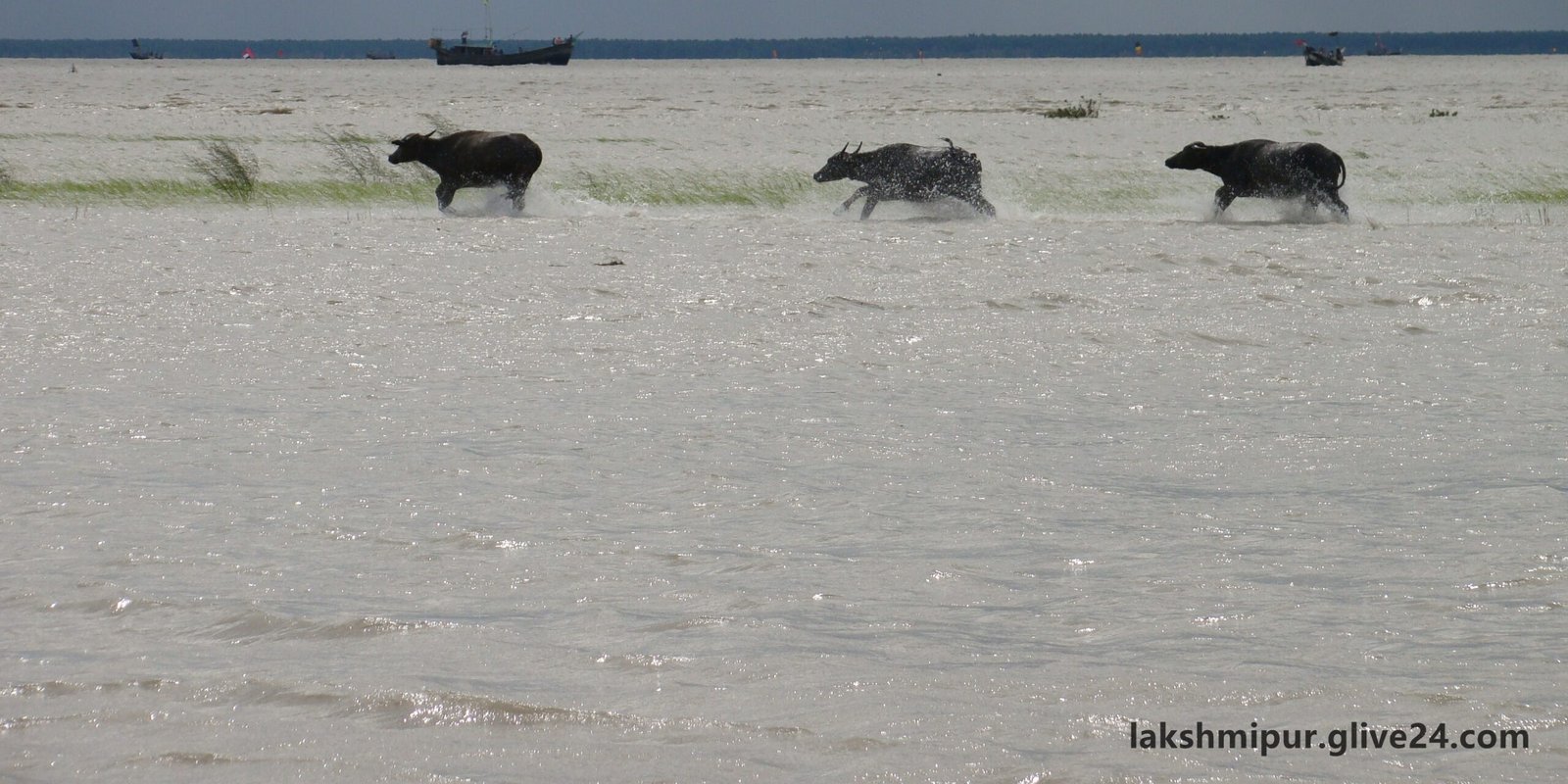 লক্ষ্মীপুর জেলার জনসংখ্যা বিষয়ক তথ্য